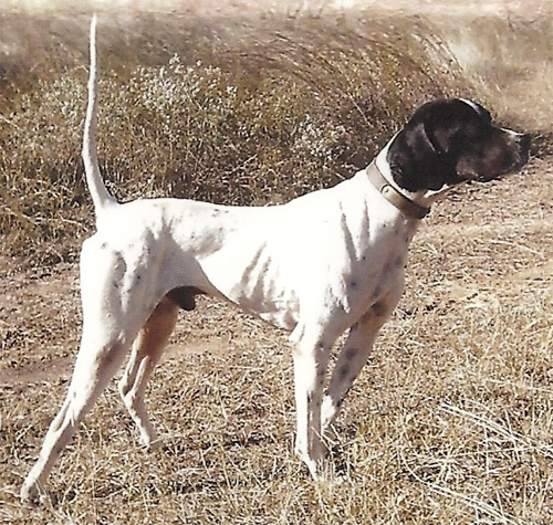 bird dogs for sale dogs for sale puppies finished bird dogs dogs for sale puppies bird dogs for sale dogs for sale puppies finished bird dogs dogs for sale puppies