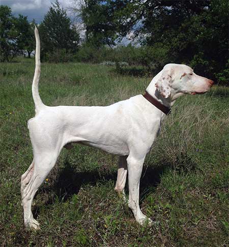 English Pointer - Great White bird dog