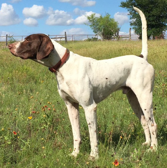 english pointer kennels